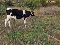 Byk, Russian Black pied cattle — zdjęcie 2
