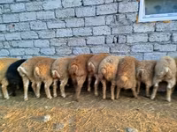 绵羊（批次，未指定性别）, Sheep — 照片 6