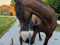 Horse (M), Horses — photo 3