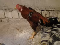 Chickens — Foto 8