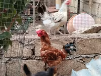 Chickens — फ़ोटो 2