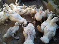 Ducks — zdjęcie 3
