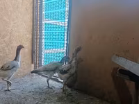 Chickens — foto 4