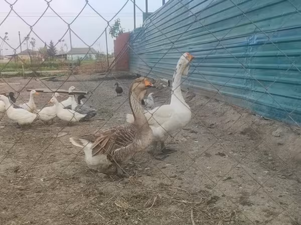 Geese — Azerbaijan