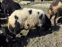 Qoç, Qoyunlar — foto 2