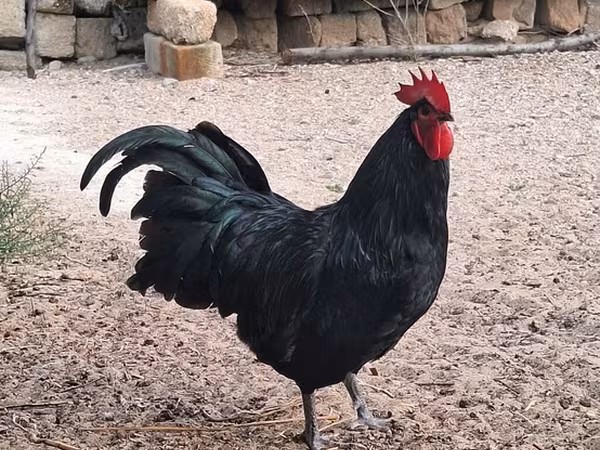 Australorp