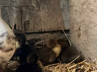 Ducks — foto 6
