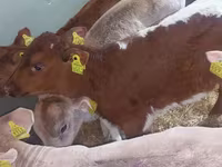 सांड, Simmental cattle — फ़ोटो 4