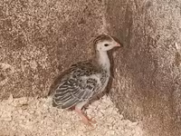 Guinea fowl — zdjęcie 1