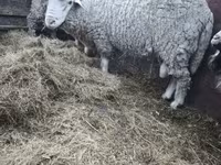 Baran, Owce — zdjęcie 5