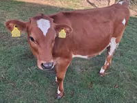 Cow, Holstein breed — photo 6