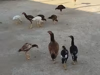 مالينس — الصورة 1