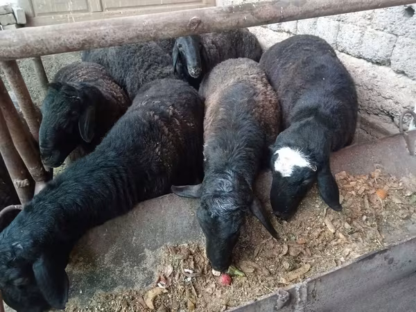 Carnero, Rhon sheep