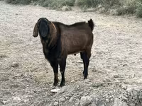 تيس, Nubian Goat — الصورة 3