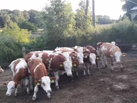 Bull, Simmental cattle — photo 6