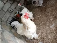 Brahma — photo 6