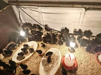 Australorp — foto 1