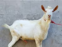 Billy Goat, Dutch Landrace goats — photo 2