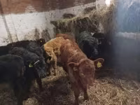 Toro, Ganado vacuno — foto 3
