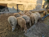 Qoç, Qoyunlar — foto 1