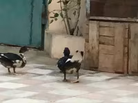pato criollo doméstico — foto 4