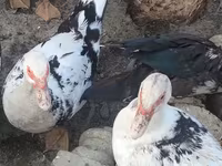 مسكوفي منزلي — الصورة 2