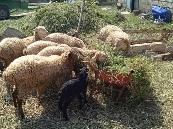 Sheep (batch, sex not specified), Sheep — Azerbaijan