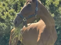 Klisna, Polish pony — foto 6