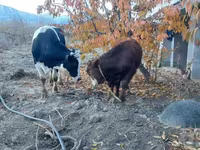 İribuynuzlu mal-qara (partiya, cinsi göstərilməyib), Simmental cattle — foto 3