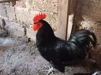 Australian Pit Game fowl — photo 5