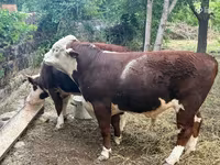 Cow, Hereford — photo 3