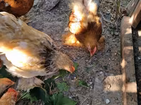 Pekin Bantam — photo 3