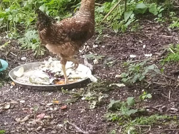 Chickens — Azerbaijan