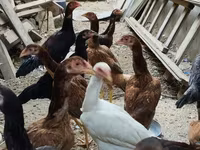 Chickens — photo 6