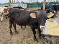 Bulle, Swiss cattle — Foto 4