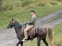 घोड़ा, Rocky Mountain Horse — फ़ोटो 3