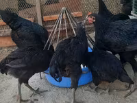Chickens — foto 1