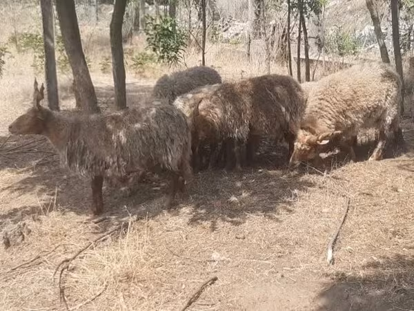 मेढ़ा, Racka sheep