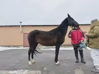 Égua, Akhal-Teke — foto 2