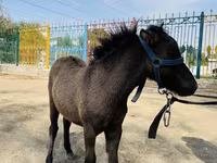 Caballos (lote, sexo no especificado), Australian Pony — foto 2