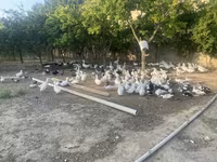 Geese — photo 4