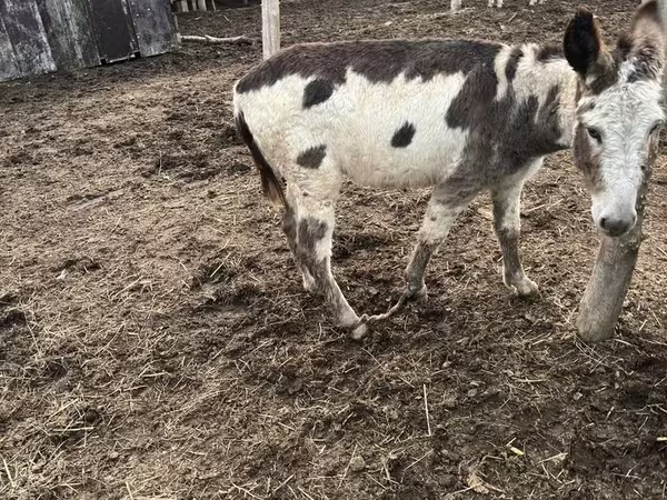 Koń, Konie