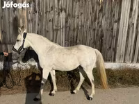 Kobyła, Shagya — zdjęcie 4