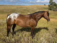 At, Horses of Sable Island — foto 1