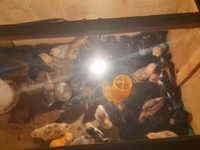 Australorp — foto 3