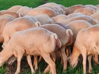 Sheep, Sheep — photo 1