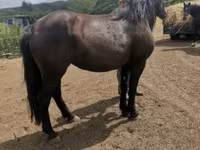 母马, Međimurje horse — 照片 4