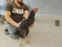 Shamo chickens — foto 3
