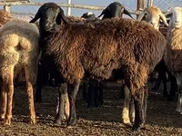 Вівця, Edilbay sheep — фото 3