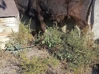 Byk, Simmental cattle — zdjęcie 4